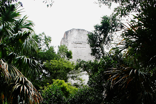 The back of the unrestored Temple III (60m high) through the jungle foliage