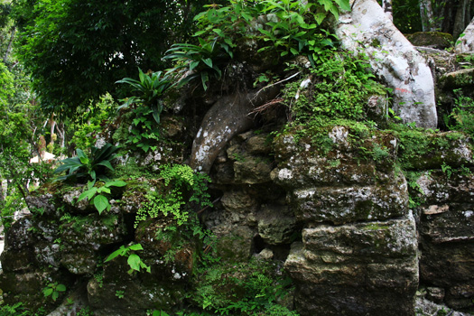 Tree roots strangulating an unrecovered wall structure